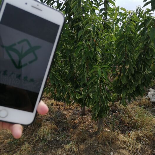 泰安美早苗 樱桃树苗 基地直销 品种详细联系