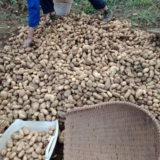 文山市荷兰十五号种薯 荷兰十五土豆原原种的第一代脱毒良种