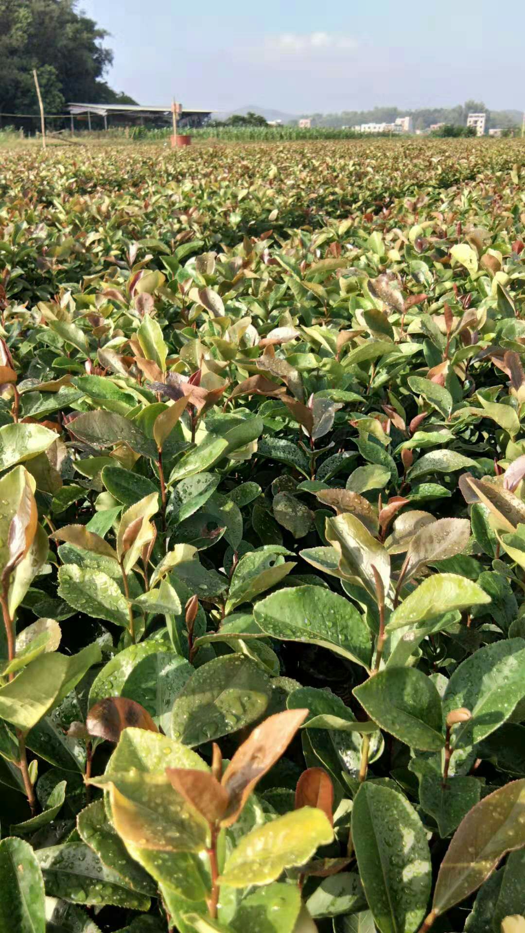  油茶苗