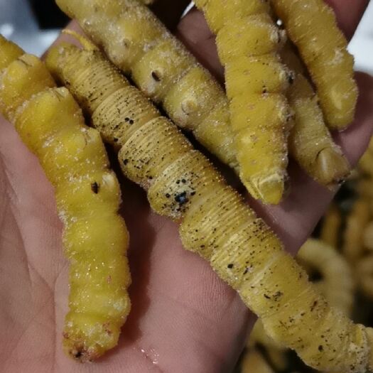 沧州 豆虫