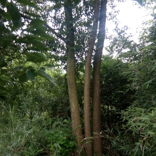 泸州 丛生香樟树