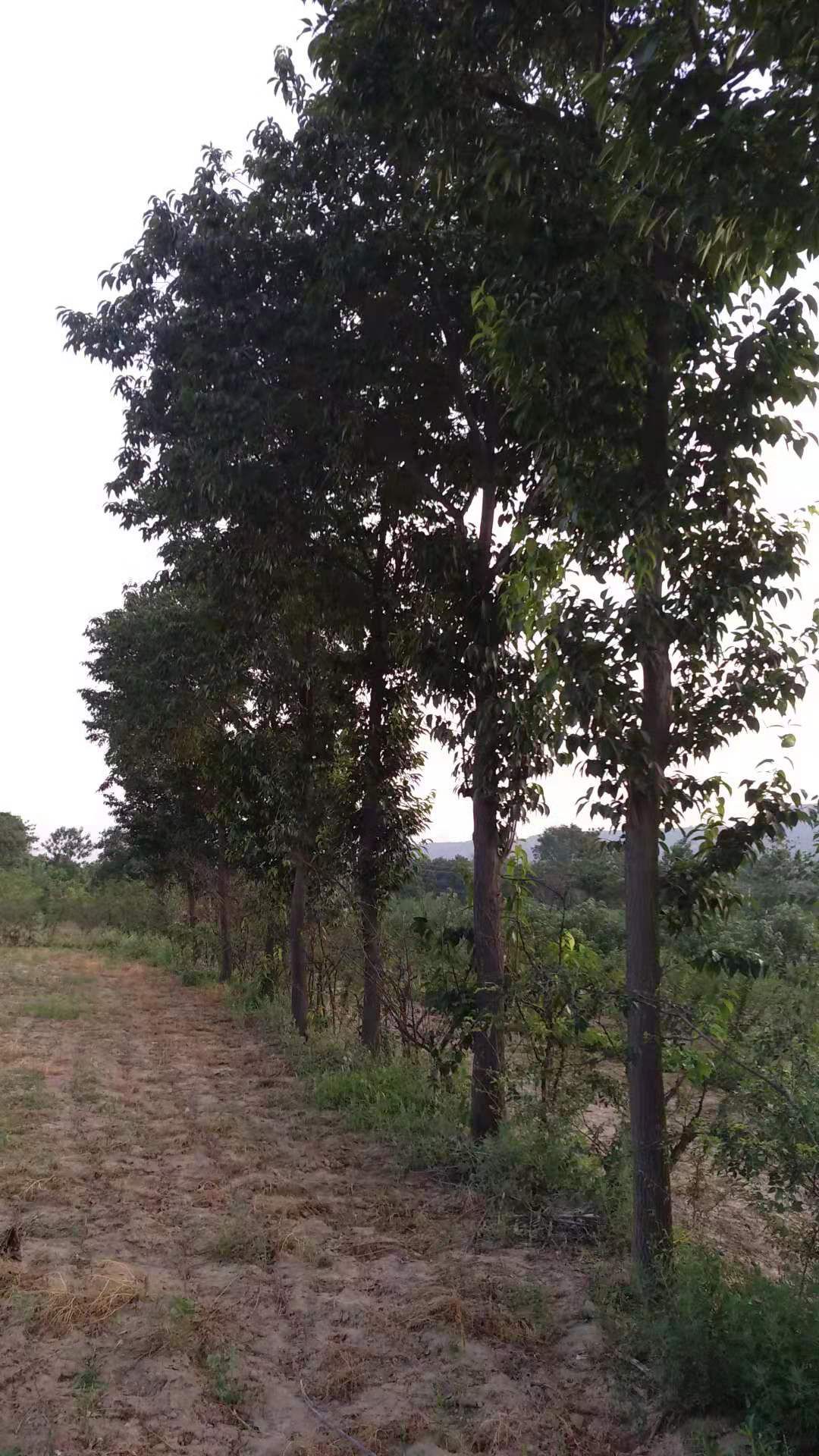 20年杜仲树