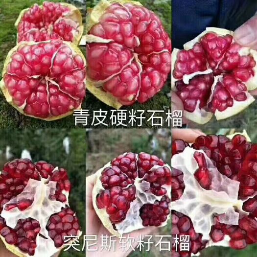 会理市 会理突尼斯软籽石榴
