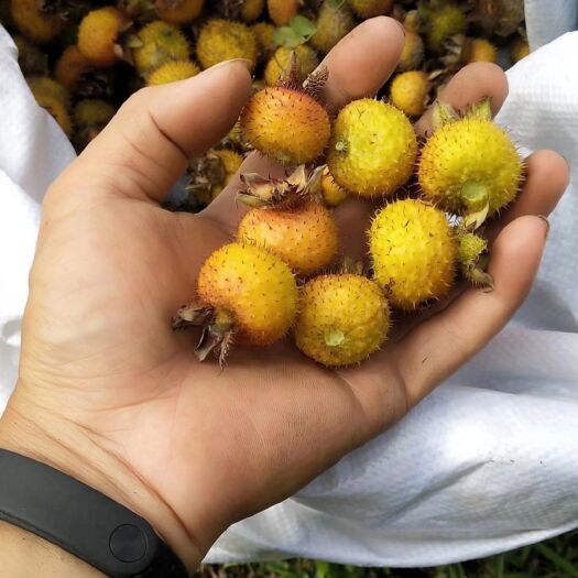 惠水县金刺梨 野生刺梨，刺梨干，刺梨米酒，