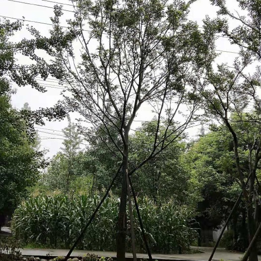 成都 成都朴树基地