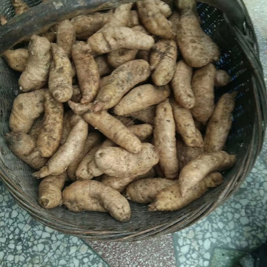 丹凤县 高山红土天麻