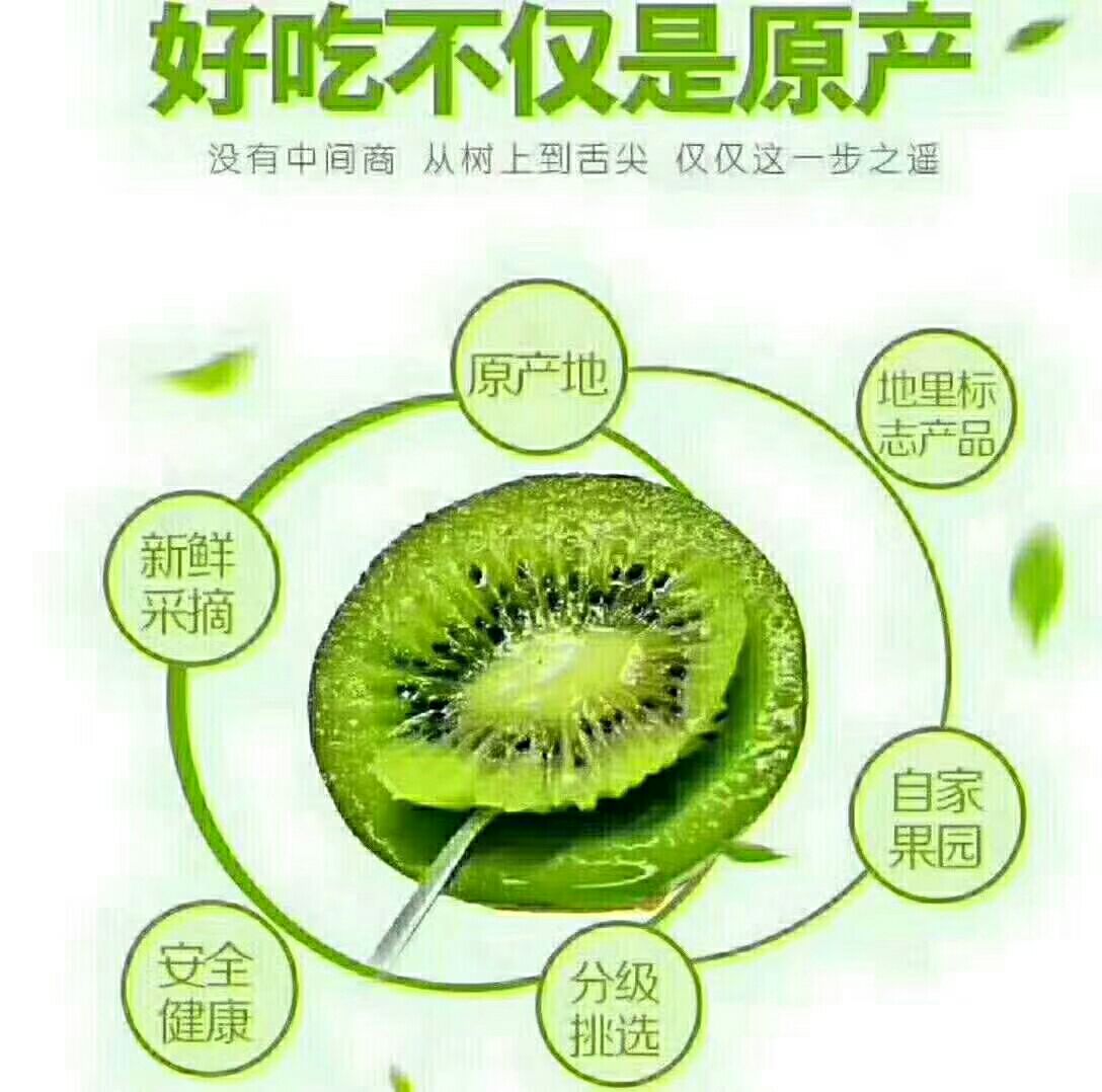  眉县徐香猕猴桃，酸酸甜甜刚刚好；原产地现摘现发舌尖上的美味