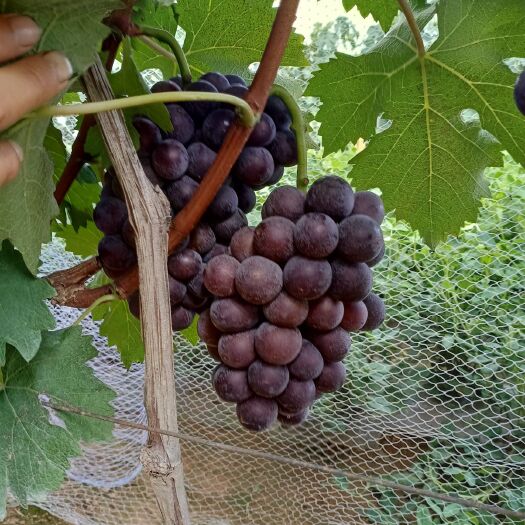 泗水县巨峰葡萄 2斤以上 5%以下 1次果