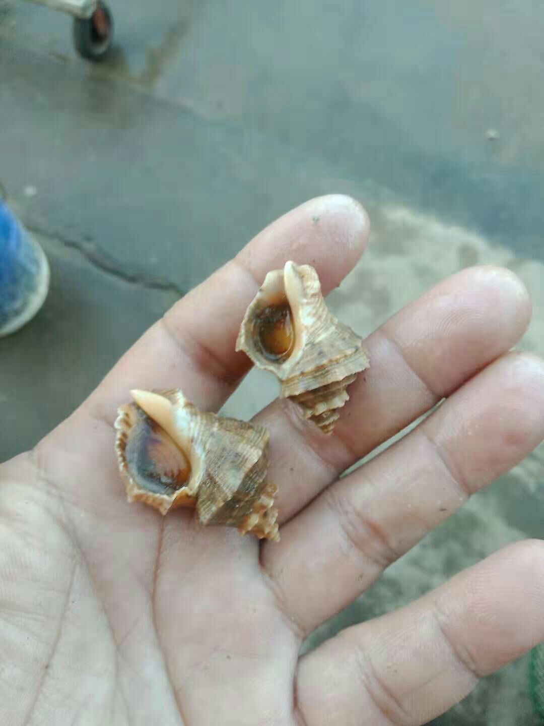 涡螺 潮水流量螺，便靓正