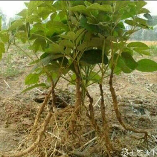 菏泽 油用牡丹苗