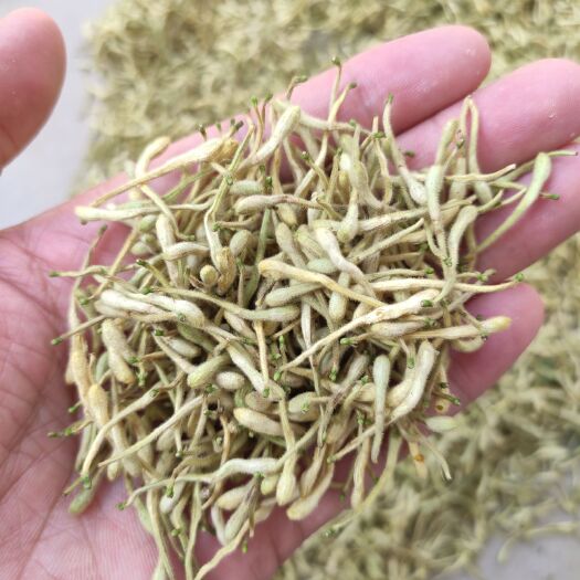 巨鹿县金银花晒干货 河北巨鹿特级金银花茶