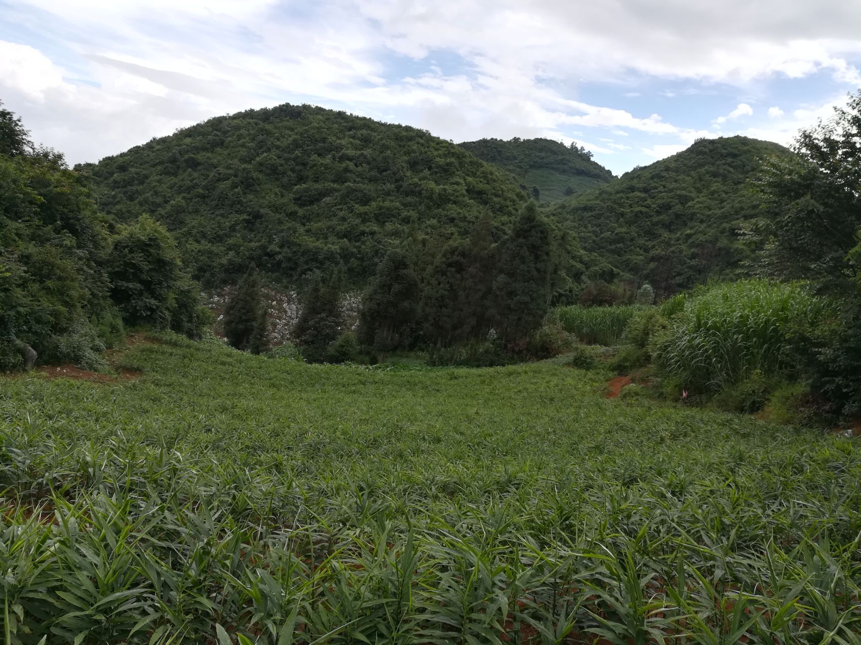 中黄姜 6两以上 带土