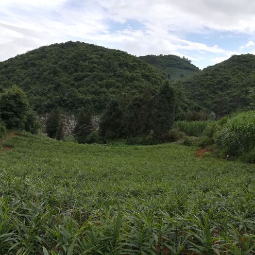 个旧市中黄姜 6两以上 带土