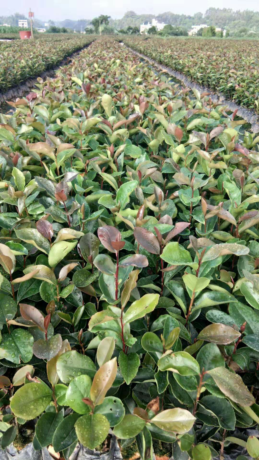 油茶苗