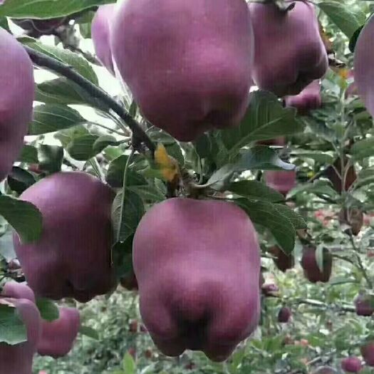 天水花牛苹果 一箱(包含箱子)12斤/75元包邮