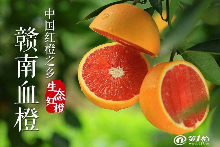 瑞金市纽荷尔脐橙苗 正宗赣南脐橙苗，凡在我这里买苗的都可以免费提供技术指导