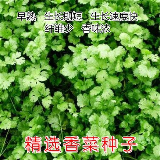 樟树市精选香菜种子 香味浓 生长快 适应性广