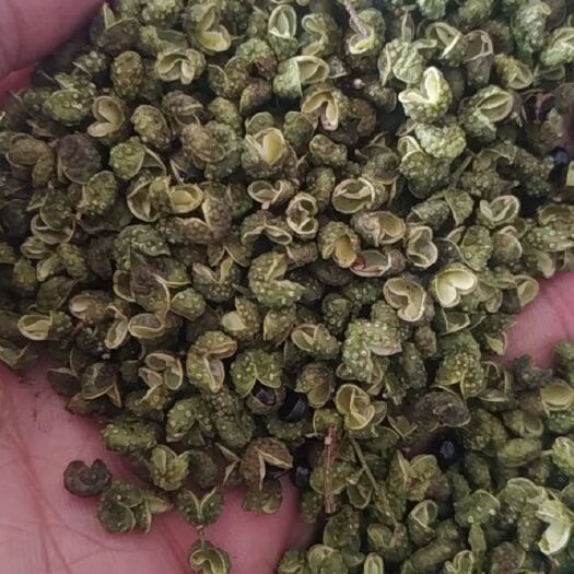 汉源县藤椒 一级 干花椒