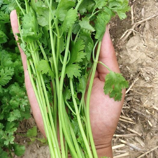 虞城县 精品大叶香菜