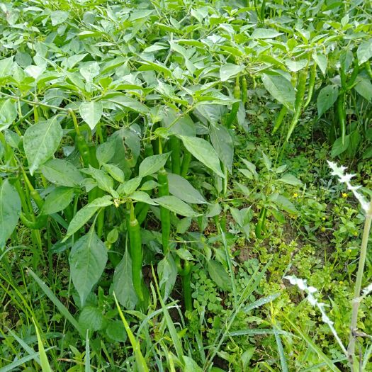 三都县青椒王 青椒批量上市，欢迎釆购！