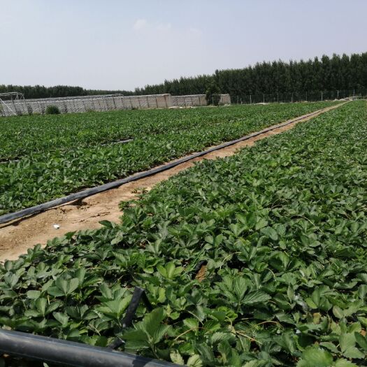 泰安 草莓苗大量出售草莓苗基地直销