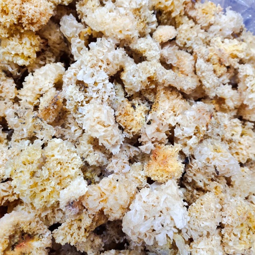 昆明 野生银耳