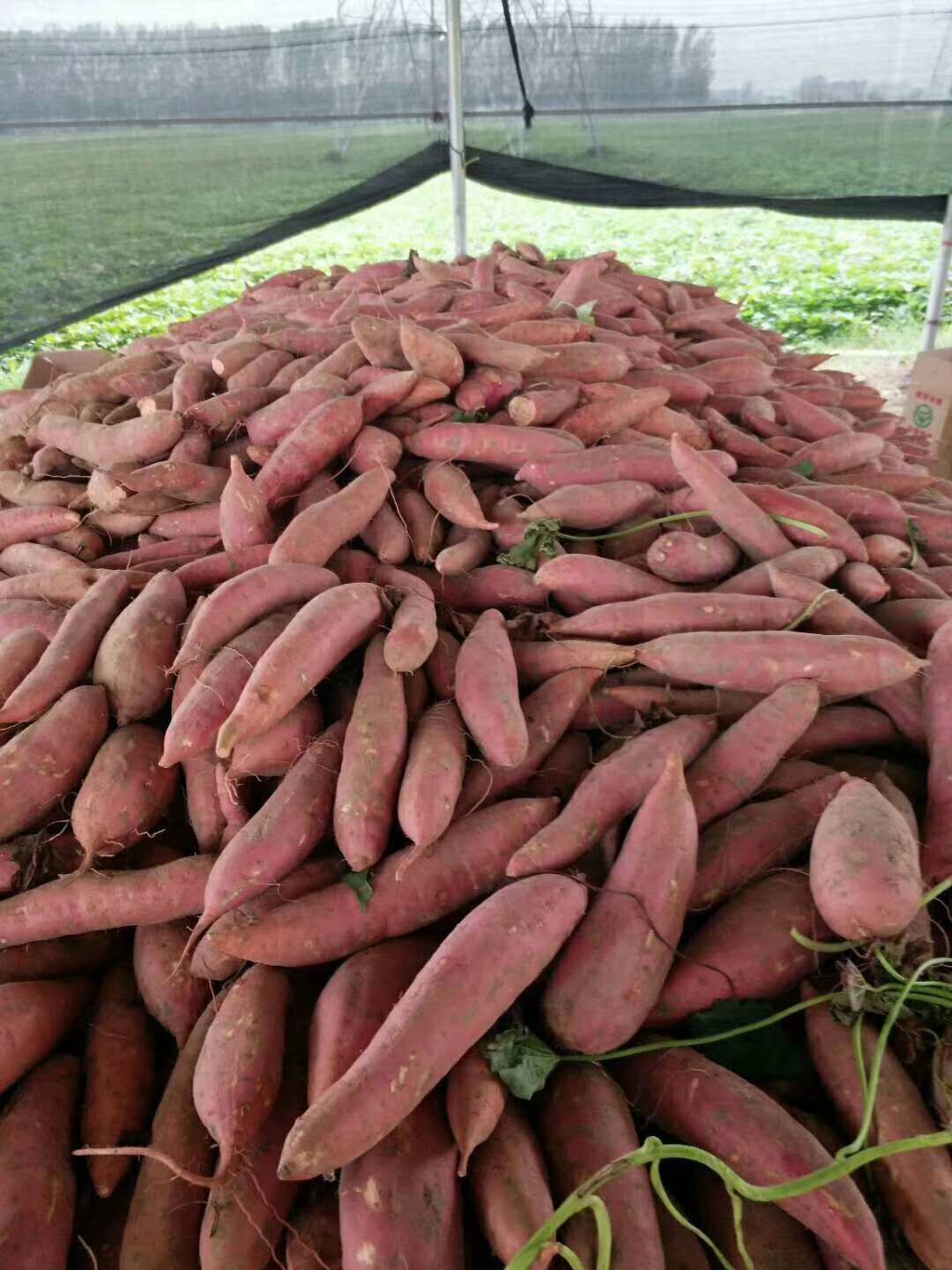 红薯西瓜红，3俩以上，超市，市场，加工厂大量供应