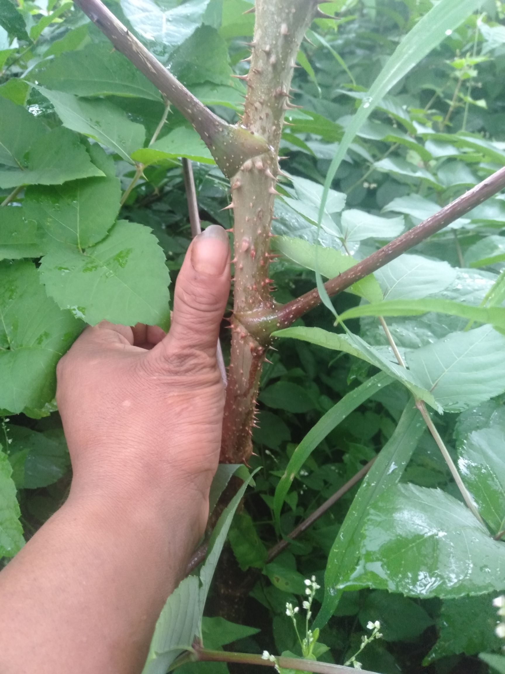 刺芽苗 可以先到基地看苗。满意后再下单。