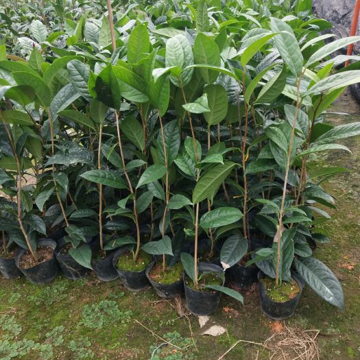 漳平市金花茶盆栽 金花茶苗