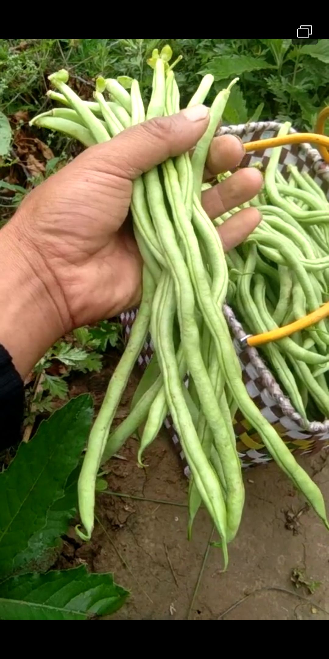 [架豆王豆角批發]架豆王豆角 好豆王,等你來採購,代買價格1.