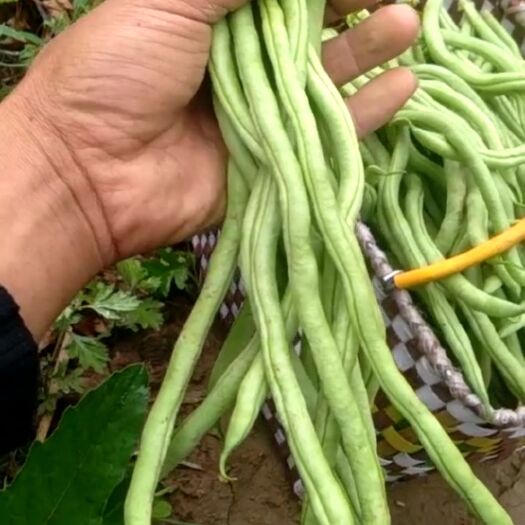 武山县架豆王豆角 好豆王，等你来采购，代买