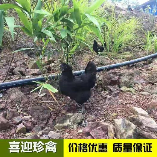 广州 五黑鸡，又名绿壳蛋鸡苗，肉质细腻