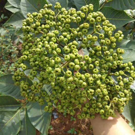 罗城县 吴茱萸干货