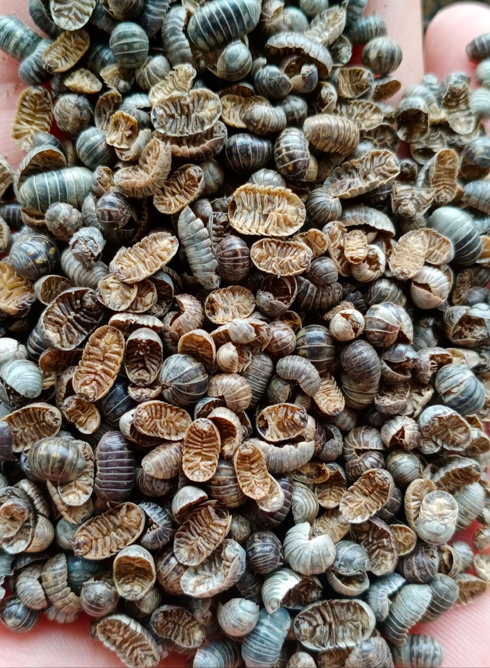 鼠妇虫批发零售各种规格