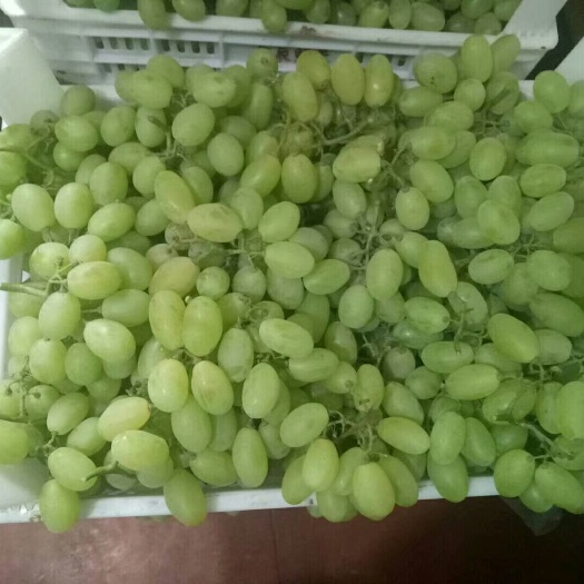 威县 维多利亚葡萄大量上市中