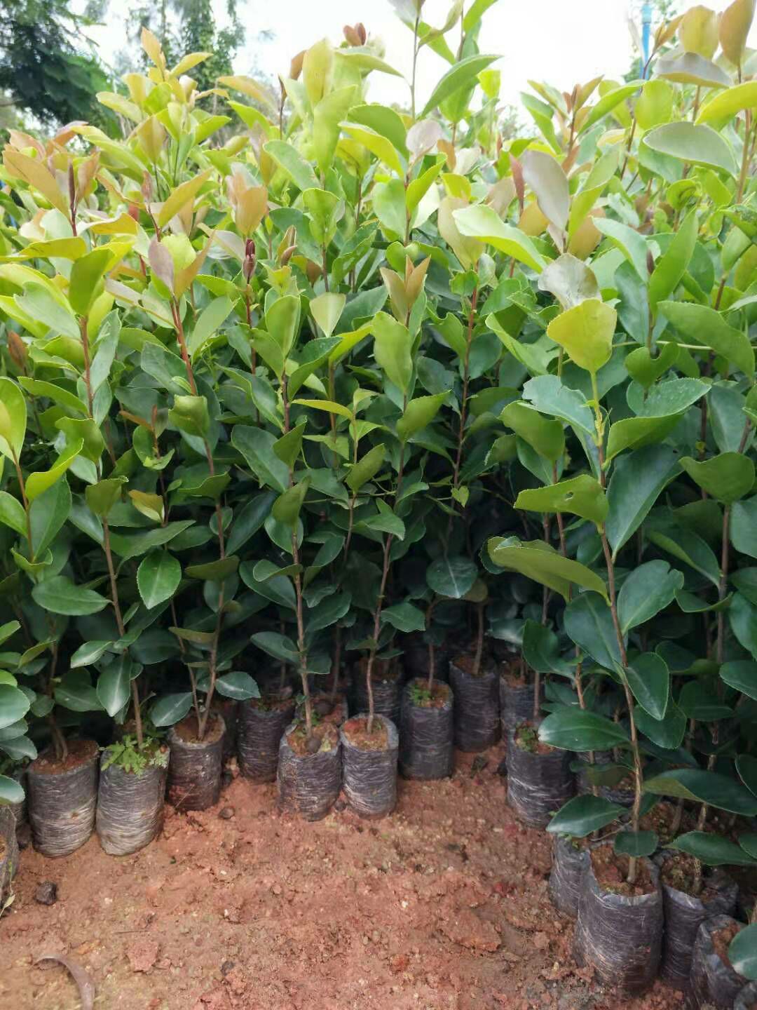  油茶苗