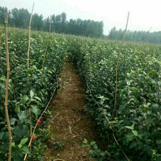 临沂 鲁丽苹果苗