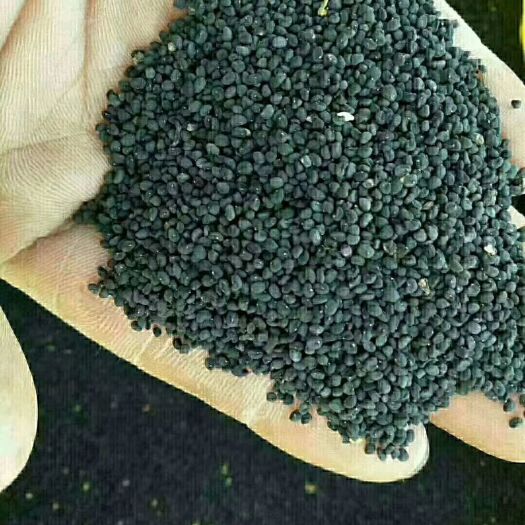 丹凤县黄芩种子 黄芩籽