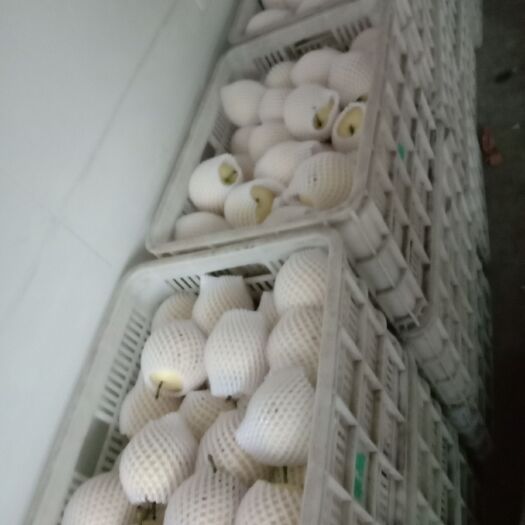 赵县皇冠梨 55mm以上 250-300g