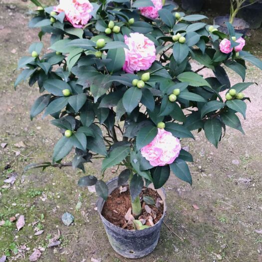 香花茶 30~50cm