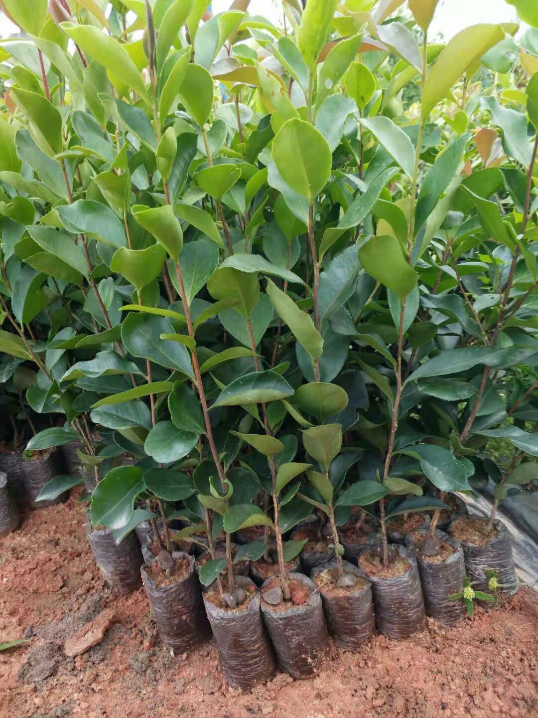  油茶苗