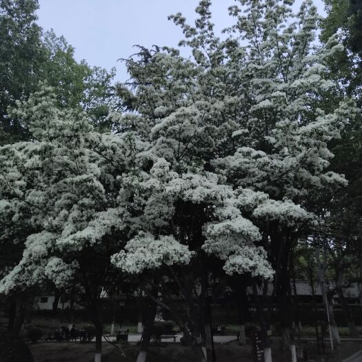 青州市 流苏树