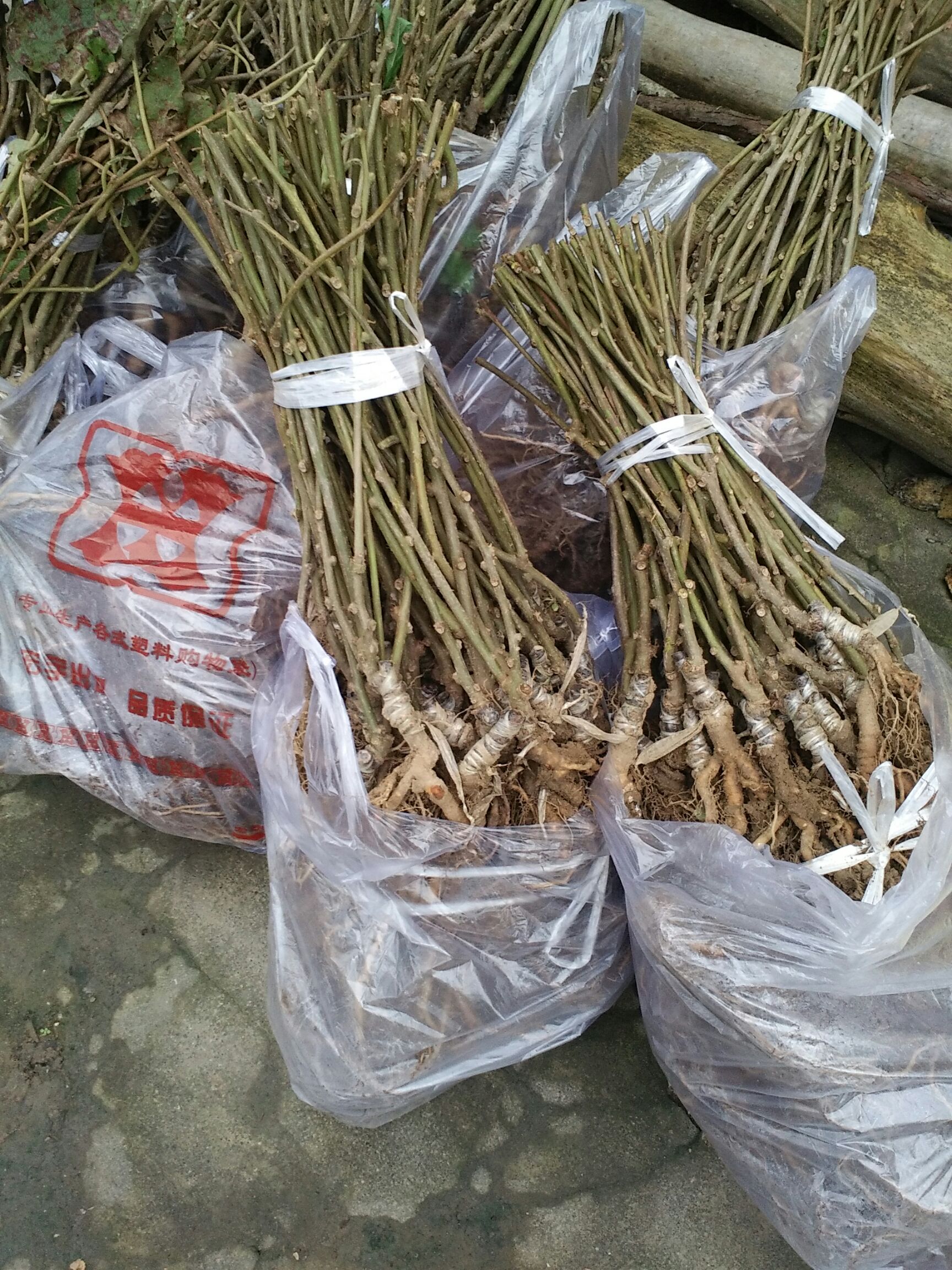 苍溪红心猕猴桃苗 嫁接苗