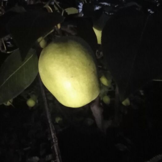 阳信县 自家种植酥梨，味美个大，不抹药