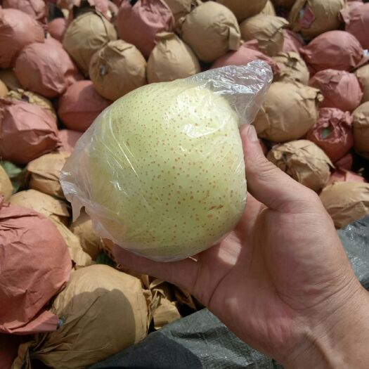 日照优质黄金梨，黄冠梨，丰水梨，秋月梨，口感脆甜，坏烂包赔