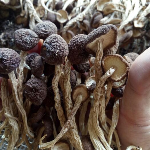 建宁县广昌5号茶树菇  精品5号茶树菇批发