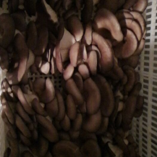 银川鲜平菇 好不好？看看就知道了
