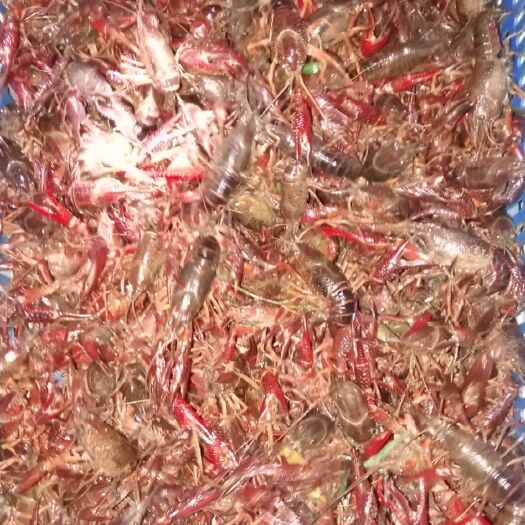 洪湖市洪湖小龙虾 诚信经营，顾客至上。
