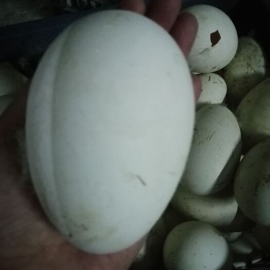 汕头 自家鹅蛋，营养十足