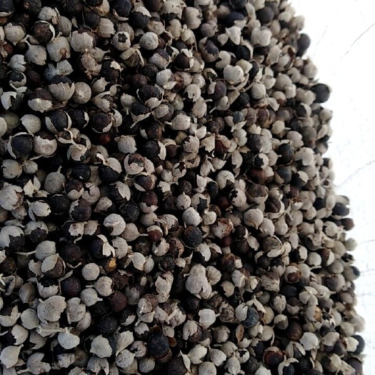 都昌县蔓荆子苗 江西都昌蔓荆子